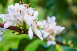 Flores de café con leche en plantación de árboles de hojas verdes de cerca foto