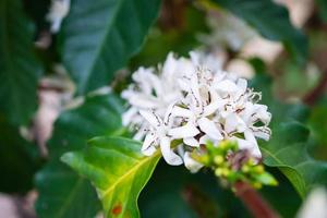 White coffee flowers in green leaves tree plantation close up photo