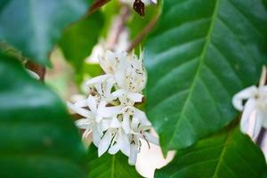 Flores de café con leche en plantación de árboles de hojas verdes de cerca foto
