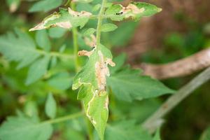 Tomatoes plant with disease on leaves in vegetable garden photo