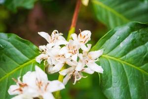 Flores de café con leche en plantación de árboles de hojas verdes de cerca foto