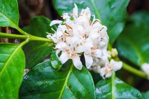 Flores de café con leche en plantación de árboles de hojas verdes de cerca foto