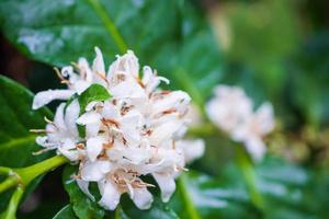 Flores de café con leche en plantación de árboles de hojas verdes de cerca foto