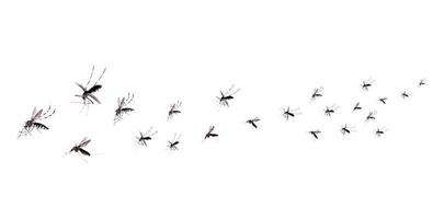 Flying mosquitoes isolated on white background photo
