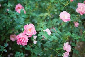 Beautiful colorful pink roses flower in the garden photo