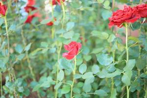 Beautiful red roses flower in the garden photo