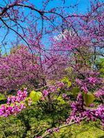 blooming pink lilac photo