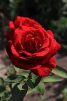 rosa roja capturada en un día soleado foto