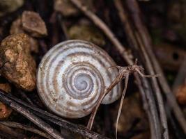 Macro shot of a tiny striped snail shell among small pebbles and twigs photo
