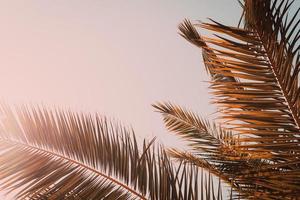 palm leaves against clear evening sky. Photo with copy space