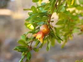 unripe little pomegranate fruit on a branch on a natural background photo