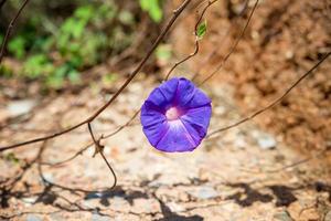 Gorgeous purple ipomoea nil known as morning glory flower up close photo