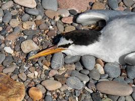 foto de cerca de una gaviota muerta en una orilla de guijarros