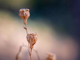 Macro photo of a tiny dry brown flower with unfocused natural background