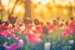 Beautiful bouquet of red pink and white tulips in spring nature for postcard design and web banner. Romantic and love nature with soft focus blurred landscape. Amazing nature, sunlight flora meadow photo
