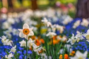 White yellow daffodil closeup, blooming spring flowers in garden. Artistic flowering white narcissus at springtime. Spring flowers. Beautiful nature closeup, natural beauty blurred garden landscape photo