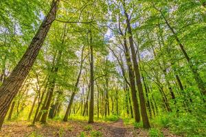 Beautiful forest path as panorama background. Bright green leaves, spring summer trail in the forest. Hiking adventure, freedom recreational nature activity concept. Trees under sun rays, lush foliage photo