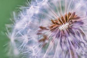 Closeup of dandelion on natural light banner, artistic nature closeup. Spring summer background. Dream nature macro, floral plant. Abstract soft blue green seasonal wildflower. Wish and dream concept photo