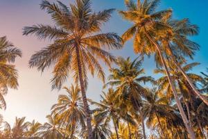 patrón de naturaleza tranquila, palmeras con cielo al atardecer. romántico, relajante paisaje natural, paraíso tropical. playa de la isla, vista artística. hermosas hojas, cocoteros. idea de fondo de vacaciones de verano foto