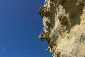 bottom of the ancient sea, shells of fossil oysters, sea urchins and sponges in the form of a natural pattern, texture, weathered limestone background photo