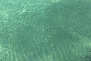 The surface of the Adriatic Sea, Emerald water and a school of fish. Montenegro. Soft focus. photo