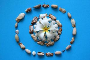 The beautiful white flower with seashells on the blue background. photo