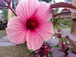 are rosella plants native to australia photo