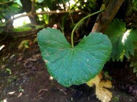 fondo de hoja verde gratis foto