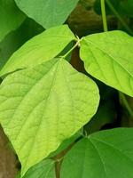 Green leaves of vines photo