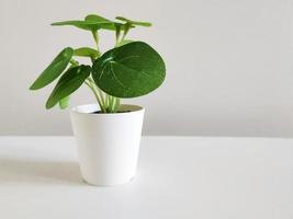 Small green plant in pot in interior photo