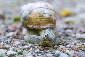 large grape snail crawls slowly along a gravel road photo