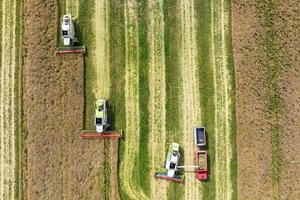 aerial view over modern heavy harvesters remove the ripe wheat bread in field. Seasonal agricultural work photo