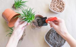 Woman transplanting Haworthia into pot at table, top view. House plant care photo