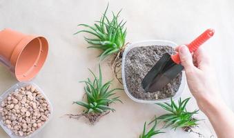 Woman transplanting Haworthia into pot at table, top view. House plant care photo