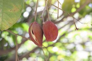 Fresh Sterculia monosperma or chestnuts on tree with sunlight of Thai species. photo