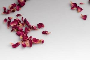 dried pink rose petals on white background photo