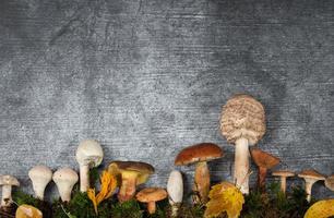 Various mushrooms grow out of the ground in front of a slab of gray stone. Below is green moss. Next to the mushrooms are some autumn leaves. photo