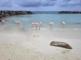 Amazing landscapes of Aruba Views of the Aruba island photo