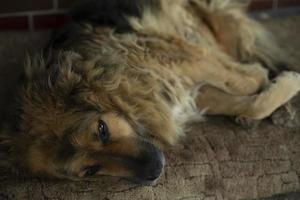 Dog without home. Pet rests. Animal lies on litter. photo