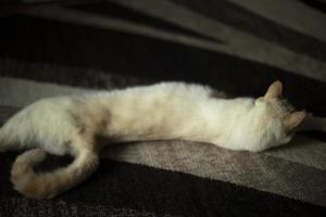 gato en la alfombra. gato blanco en el interior. mascota en casa. foto