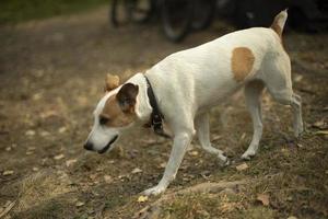 Dog running down street. Pet runs away. Homeless dog is looking for his way home. photo