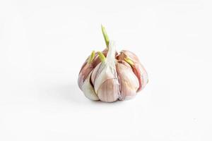 Sprouted head of garlic on white background. photo