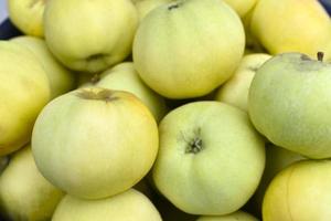 Green apples close-up as background. Beautiful large apples in a pile. photo