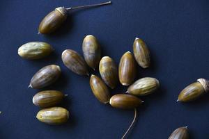 Brown oak nuts acorns close-up on a black background. Oak seeds. photo