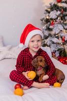 happy little boy in bed hugs a dachshund dog and eats tangerines for the New Year. cozy Christmas morning photo