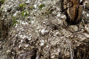 Zonal layers of Mica and Lepidolite in the roots of trees in the forest. photo