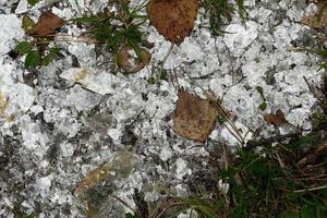 capas zonales de mica y lepidolita en las raíces de los árboles del bosque. foto