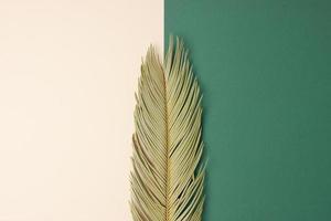 Tropical background with palm leaf on pastel beige and green. Flat lay, copy space photo