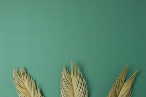Tropical background with palm leaf on green. Flat lay, copy space photo