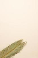 fondo tropical con hoja de palma en beige pastel. endecha plana, espacio de copia foto